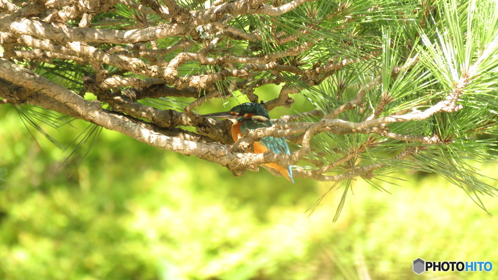 松＆カワセミ４