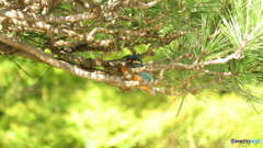 松＆カワセミ４