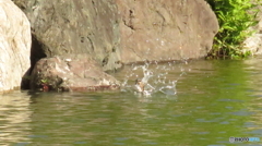 カワセミの飛び込み３