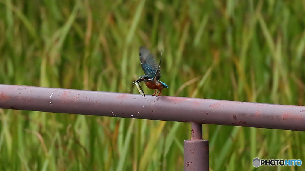 大きな魚ゲット１