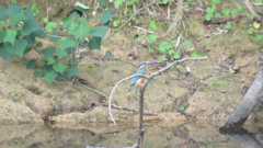 エビ捕ってきたよ　byママ