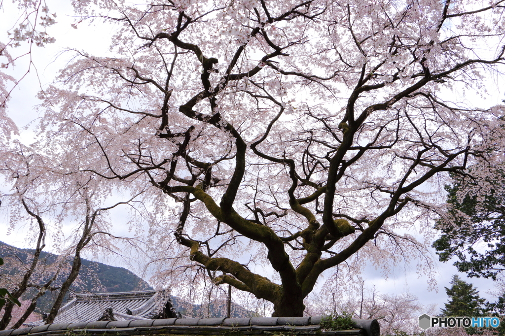 三宝院内の大桜２