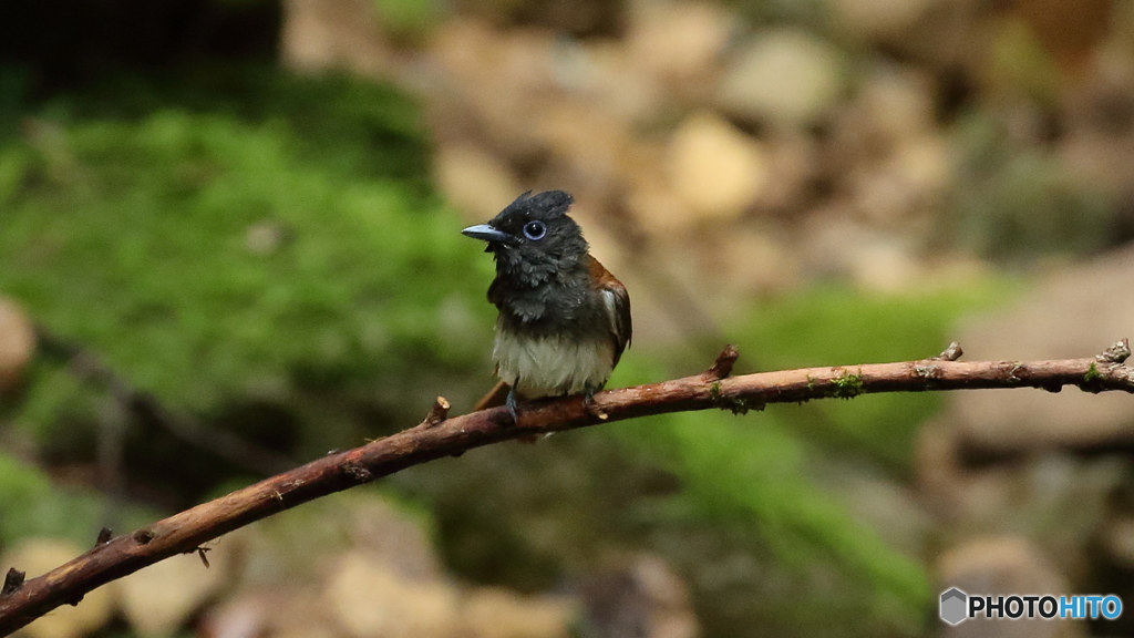 水浴びに降りて来たサンコウチョウ３