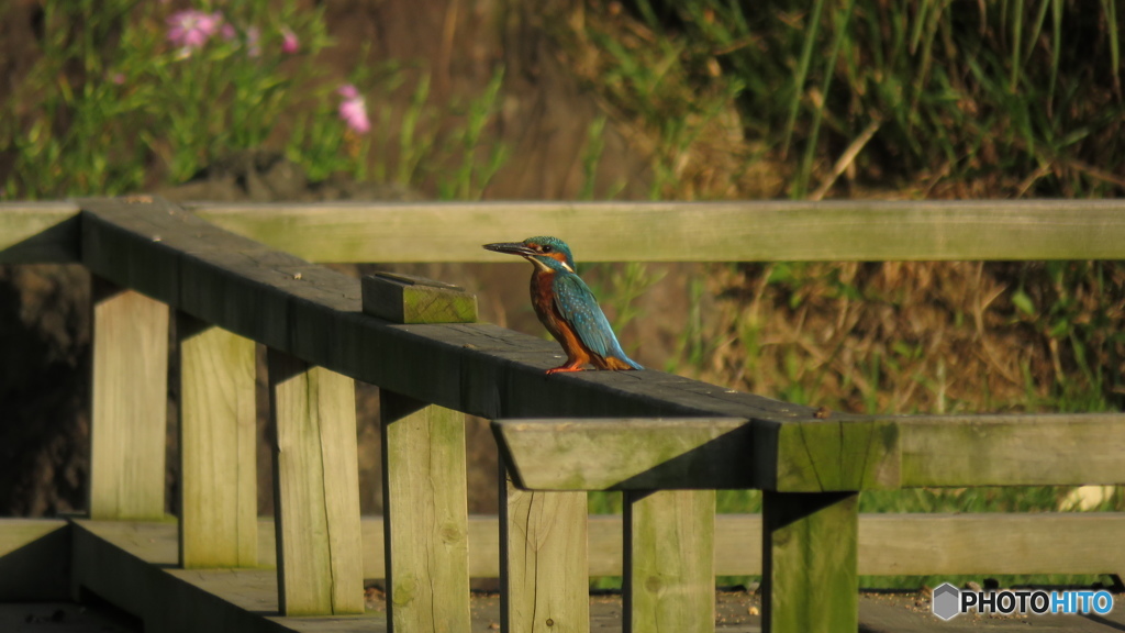 ここは俺の縄張りだ！