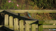 ここは俺の縄張りだ！