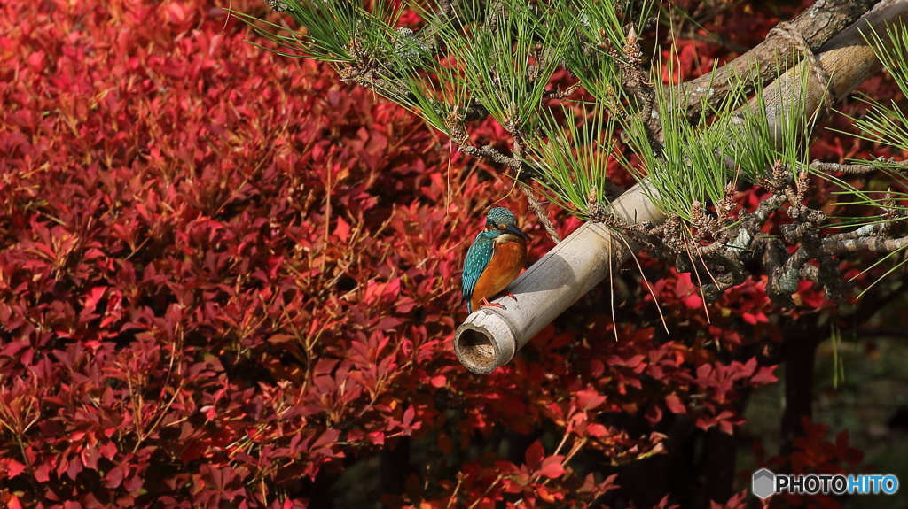 松カワ＆ドウダンツツジ