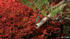 松カワ＆ドウダンツツジ