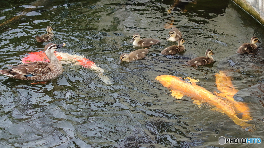 餌に集まるカモ親子と錦鯉