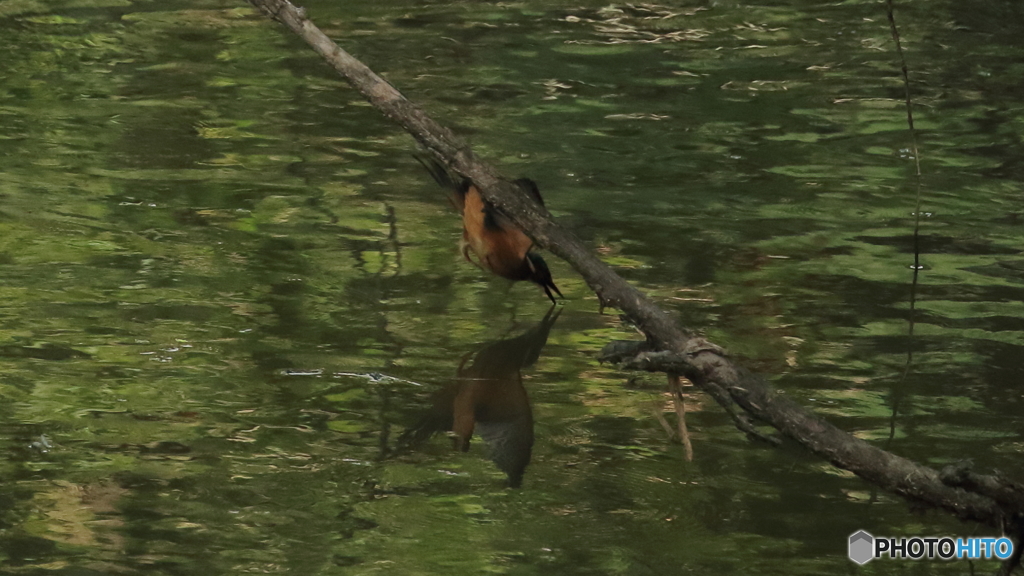 手前の枝が無ければ
