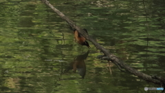 手前の枝が無ければ