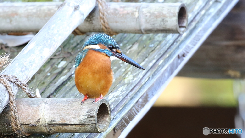 舟屋の屋根からエビを探す３