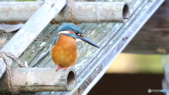 舟屋の屋根からエビを探す３