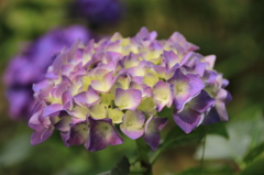浄土寺の紫陽花