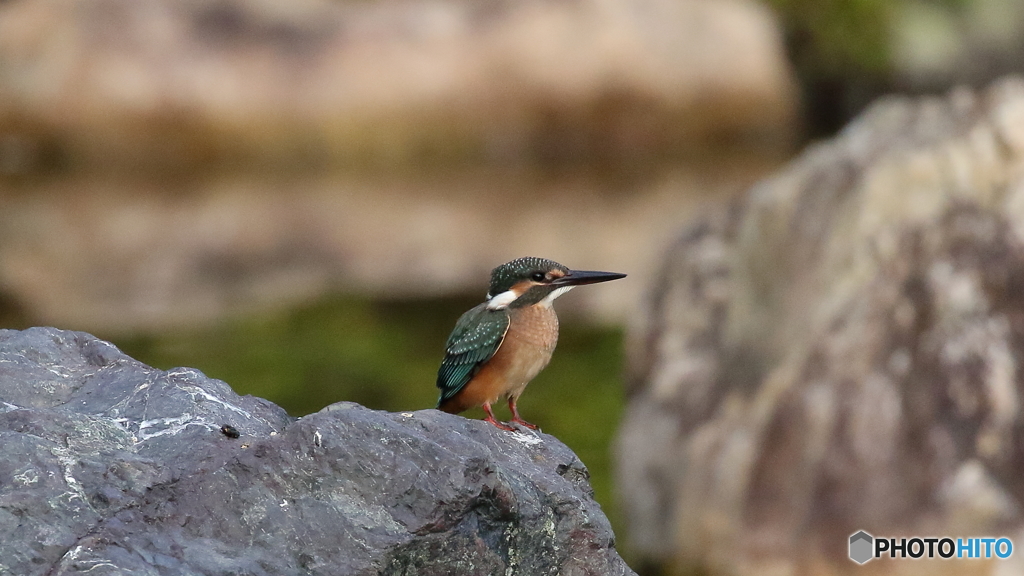 石の上のヒナ２