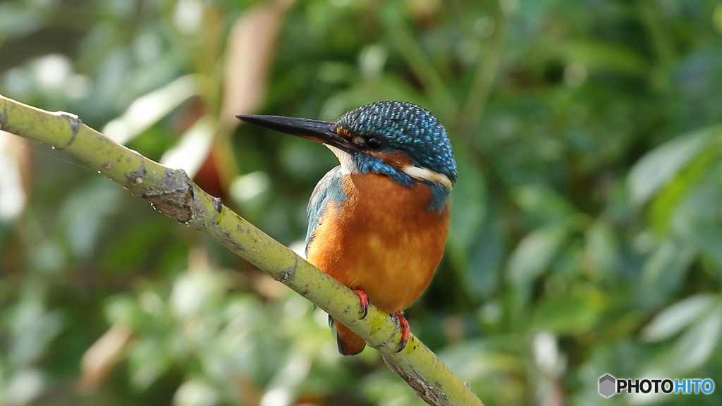 モミジに止まる