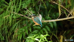 枝の先端にて１