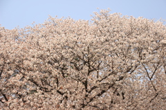 京都御苑の桜