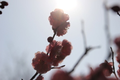 朝日を受ける梅の花