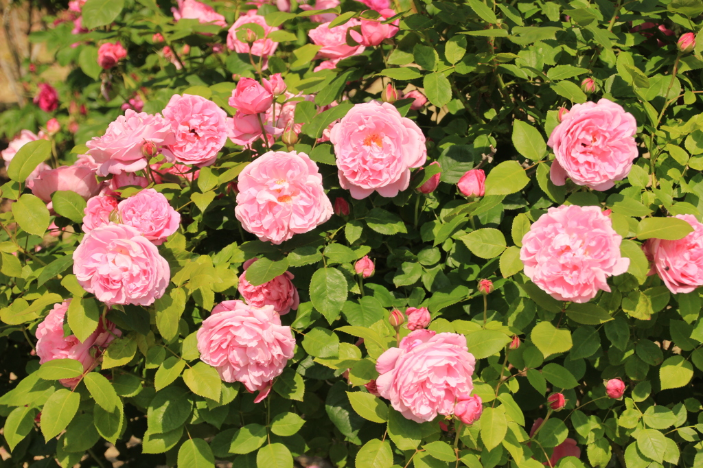 薔薇