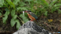 魚採った