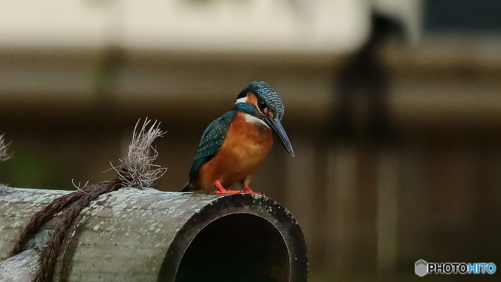 エサは居ないかな