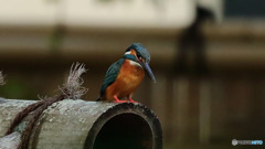 エサは居ないかな