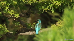 葉間からのぞく