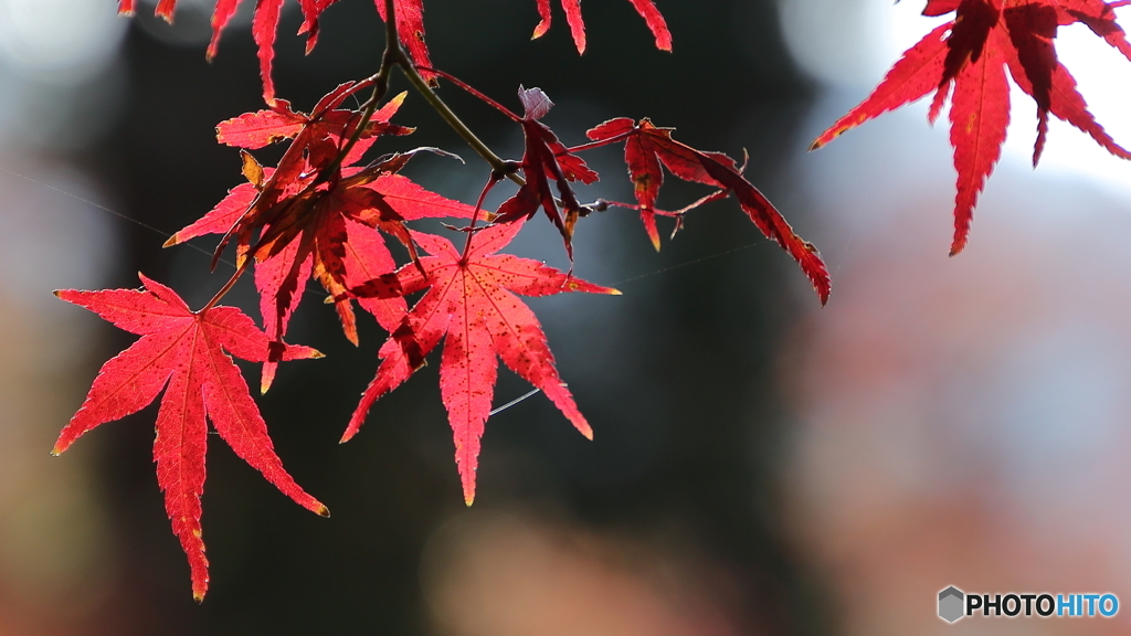 紅葉１