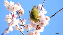 今年初めての梅ジロー２