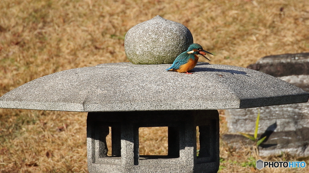 ペレット吐きます