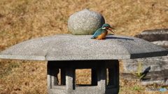 ペレット吐きます