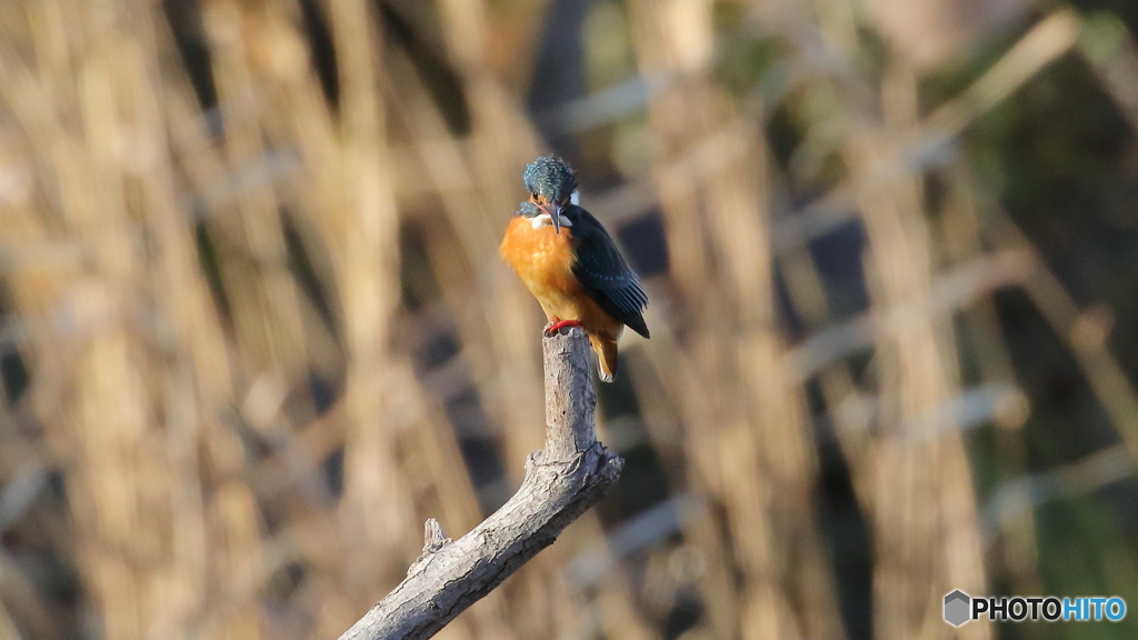餌は居ないか１