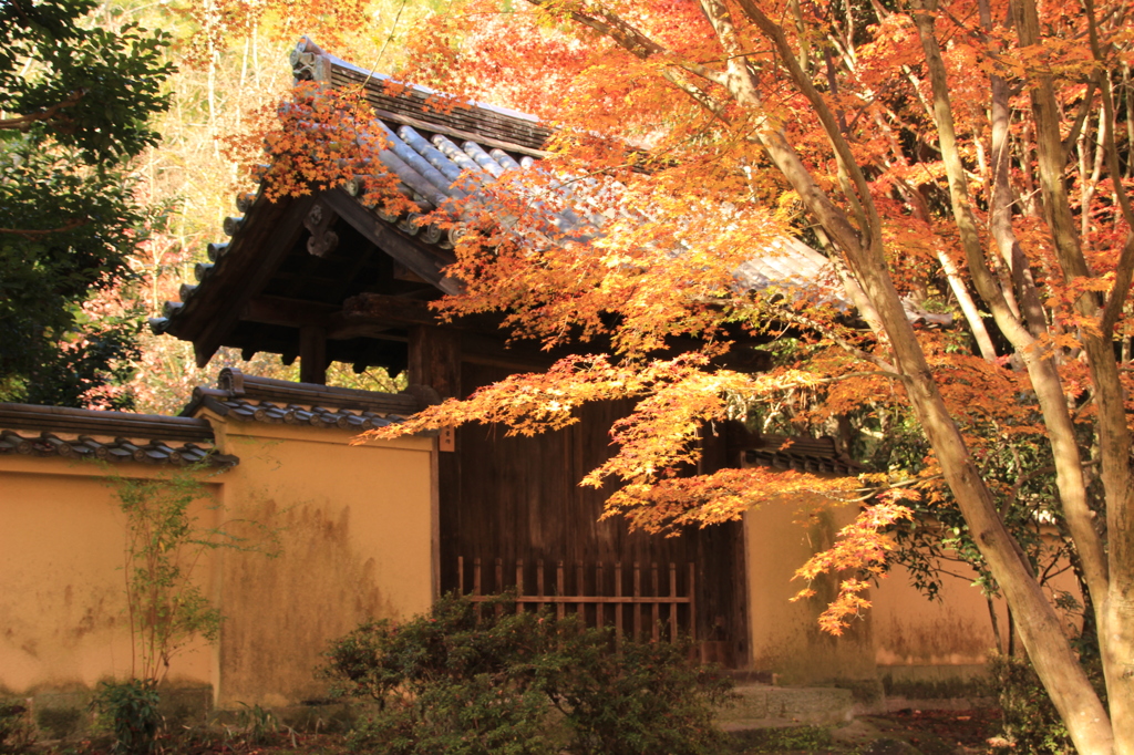 唐招提寺の秋 7