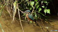綺麗な水の川で