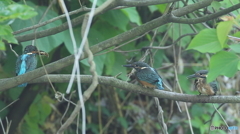 ザリガニ捕って来たよ～１