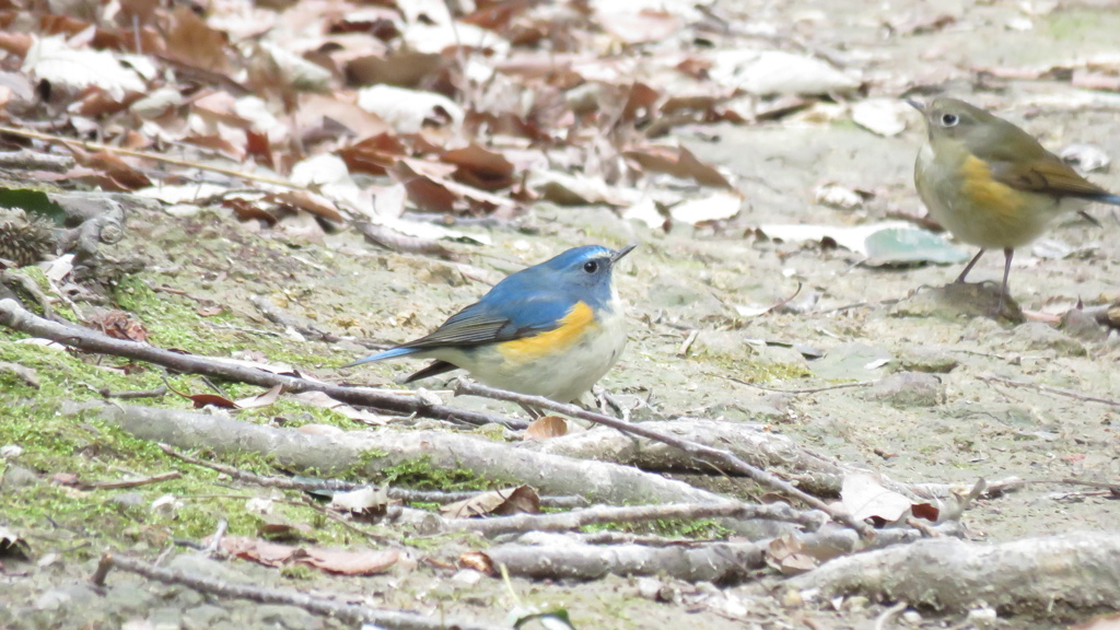 ペアのルリビタキ