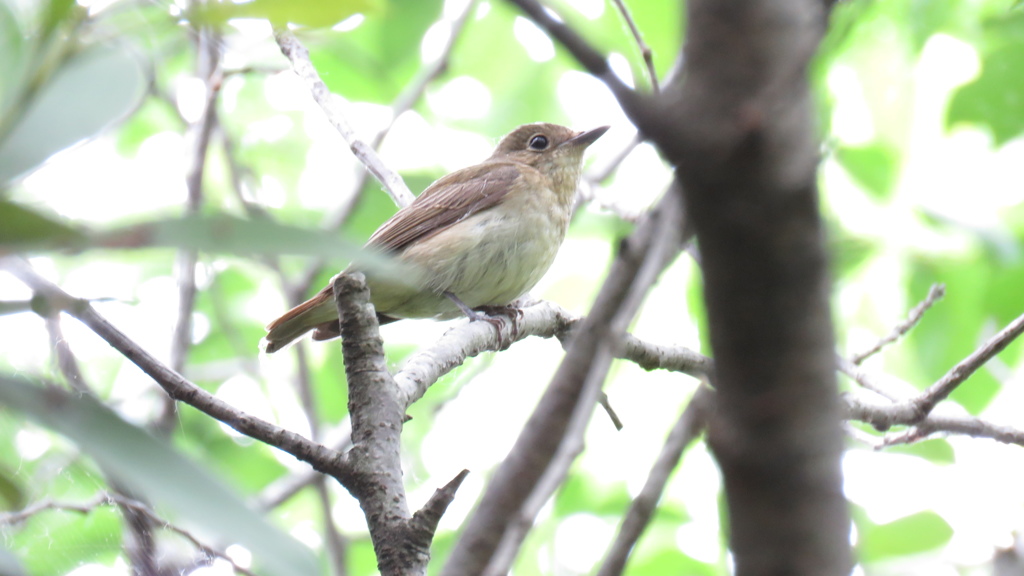 この鳥の名前は分かりません。