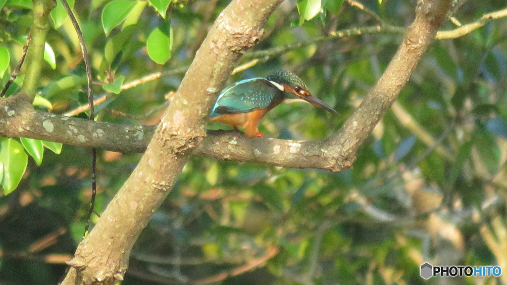 楠から伺うカワセミ