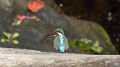 滝で餌を探す