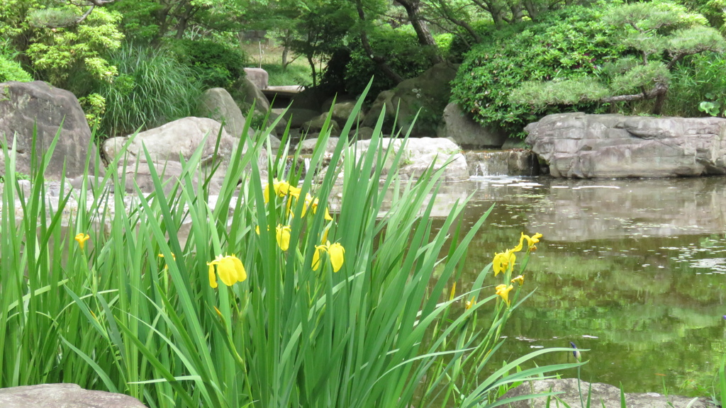何時もの公園風景