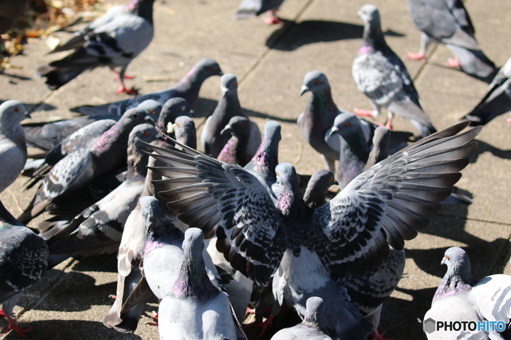 鳩の群れ