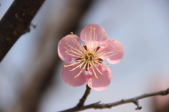 五輪の花びらが美しい