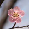 五輪の花びらが美しい