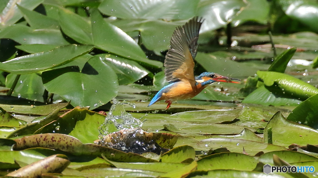 エビ捕った～１