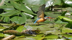 エビ捕った～１
