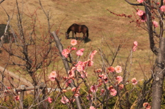 草を食む馬をバックに咲く梅