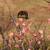 草を食む馬をバックに咲く梅