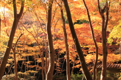 嵐山紅葉１４