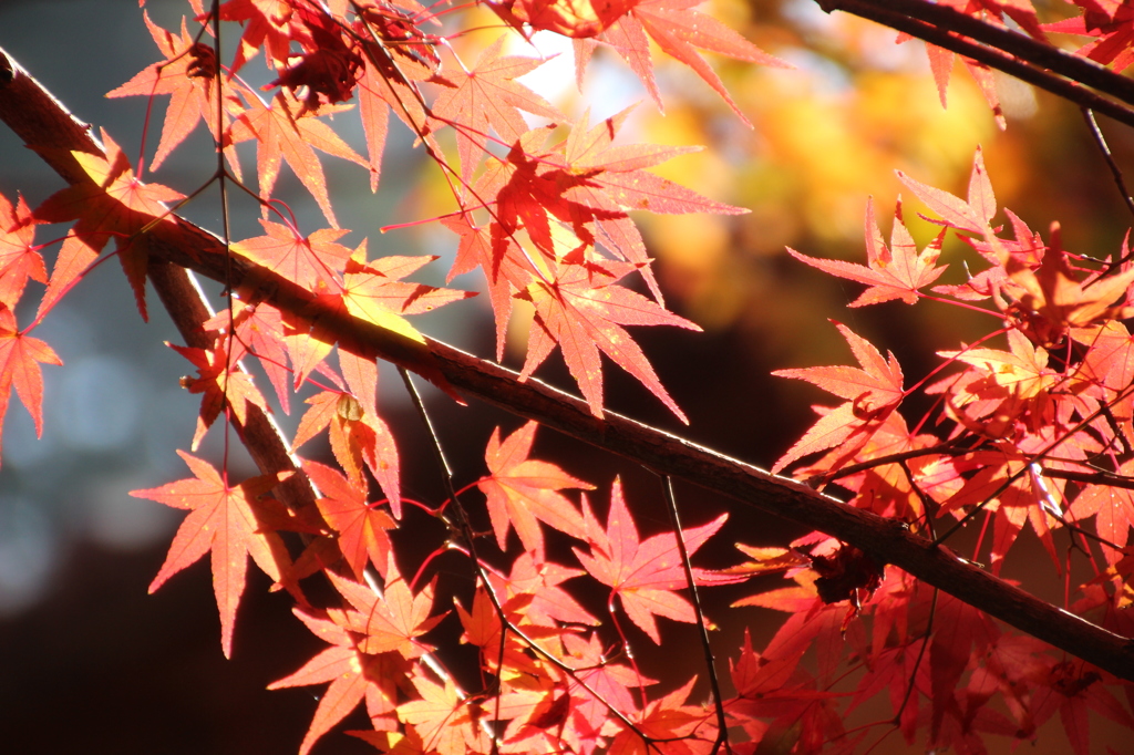 三千院の紅葉