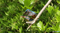 仲良くしましょ１